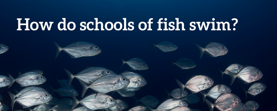 How do schools of fish swim?