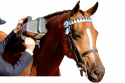 Whether You Ride A Show Horse, A Jumping Horse Or If You Train Racehorses, The Equine Pro Is The Only Massager Capable Of Improving Your Horse’s Overall Performance.
