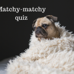 Matchy-matchy quiz